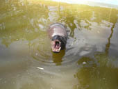 Hippo Picture 2